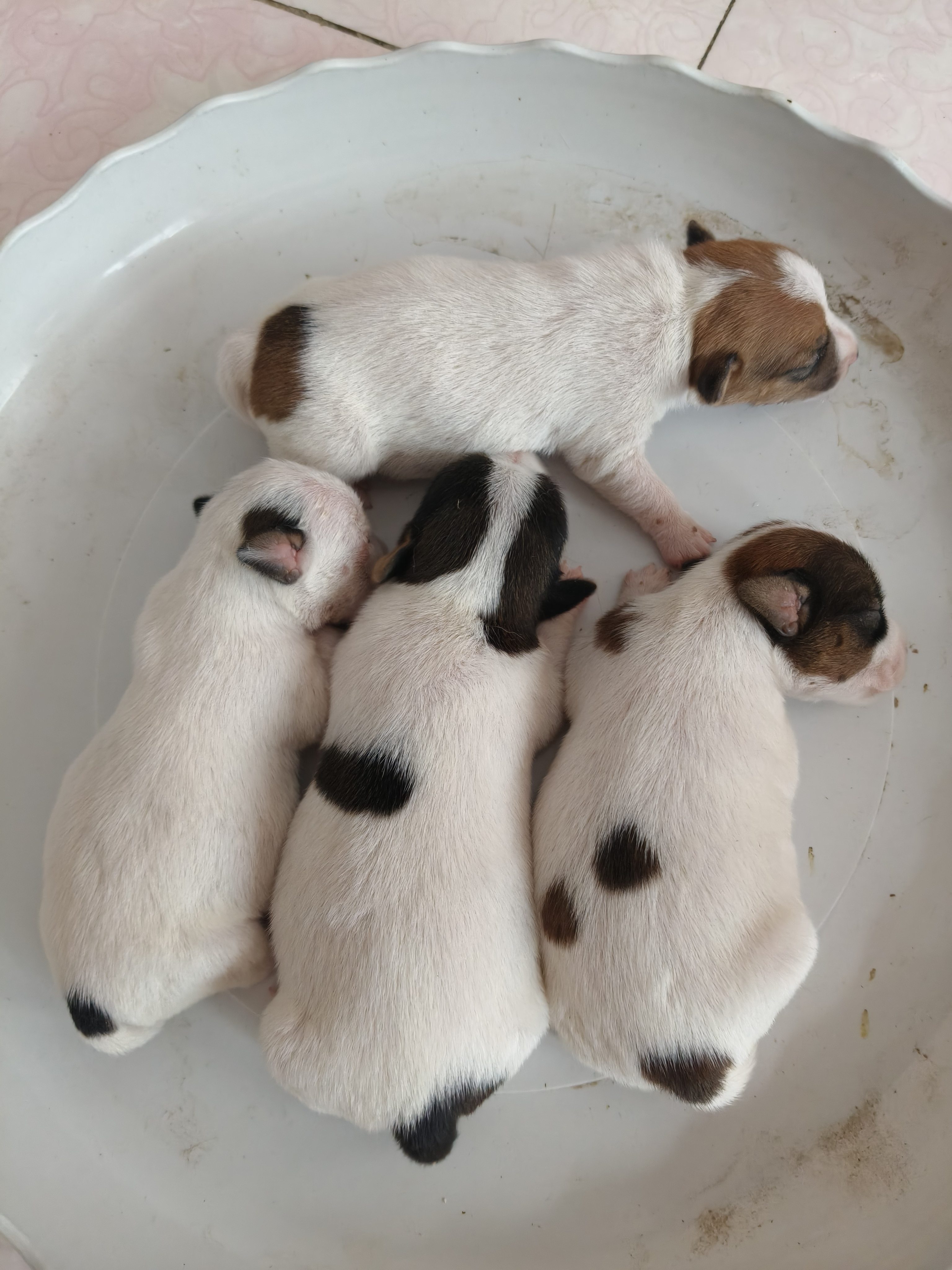 杰克罗素梗幼犬预定，三母一公，健康可爱喜欢的看过来！